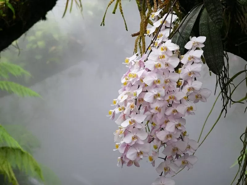 Vườn bách thảo Singapore: Lá phổi xanh của hơn 100 năm tuổi của đảo quốc sư tử