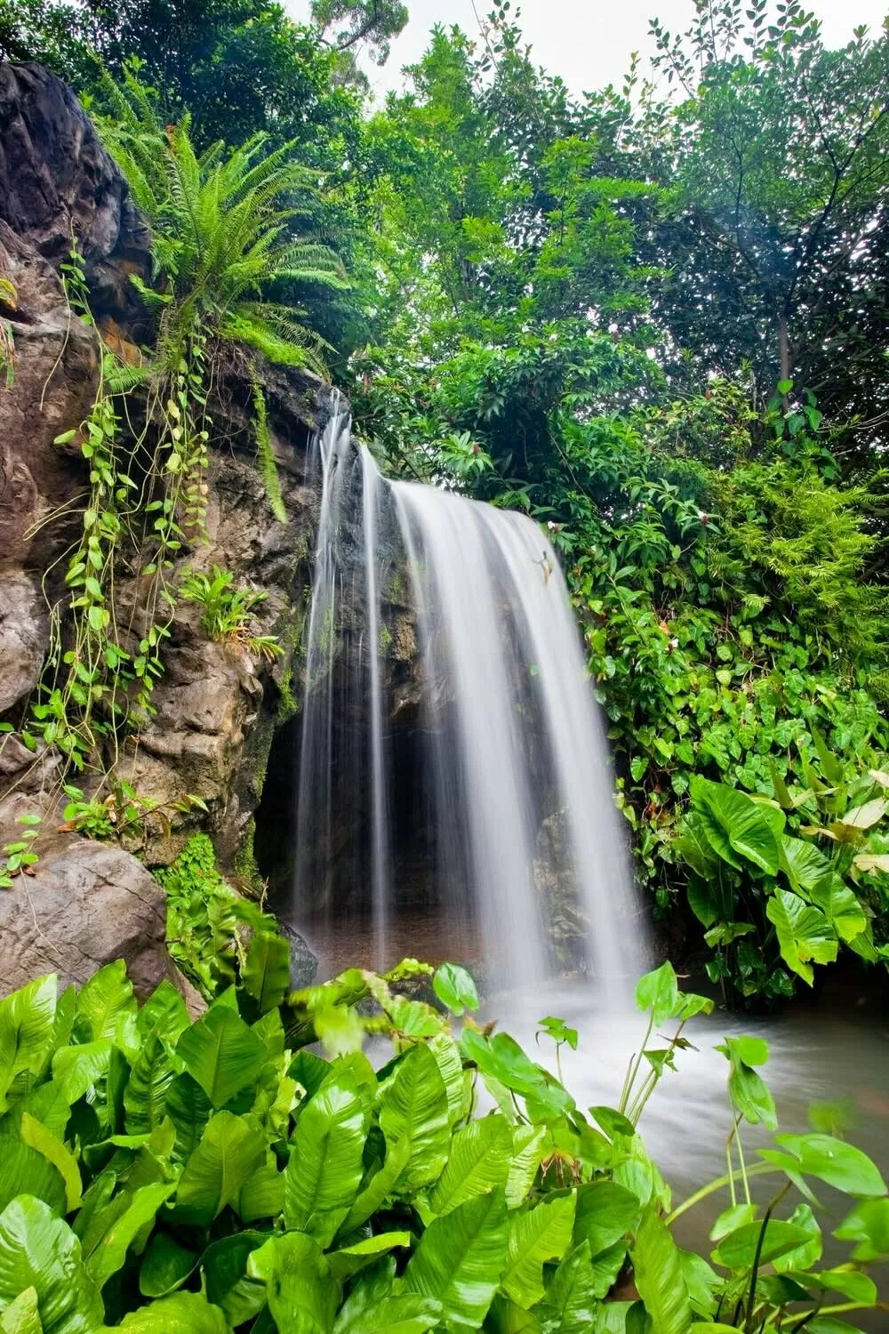 Vườn bách thảo Singapore: Lá phổi xanh của hơn 100 năm tuổi của đảo quốc sư tử