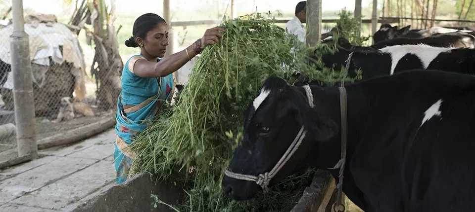 Mô hình sản xuất sữa ở Ấn Độ dựa vào các nông hộ quy mô nhỏ. (Nguồn: Getty) Mô hình sản xuất sữa ở Ấn Độ dựa vào các nông hộ quy mô nhỏ. (Nguồn: Getty)