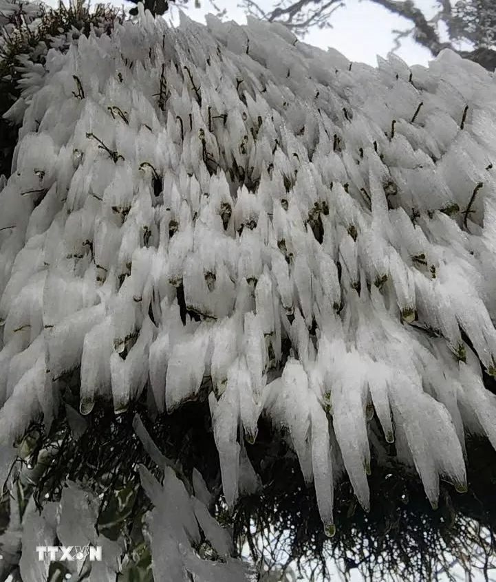 Hình ảnh băng tuyết bất ngờ phủ trắng đỉnh Tà Xùa, Yên Bái