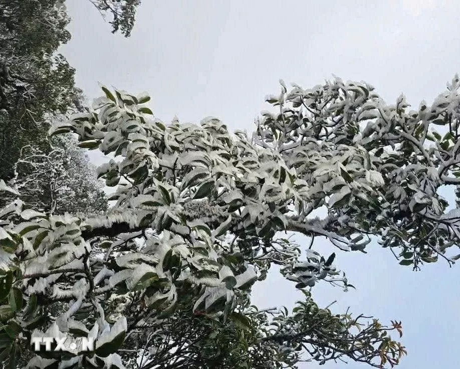 Hình ảnh băng tuyết bất ngờ phủ trắng đỉnh Tà Xùa, Yên Bái