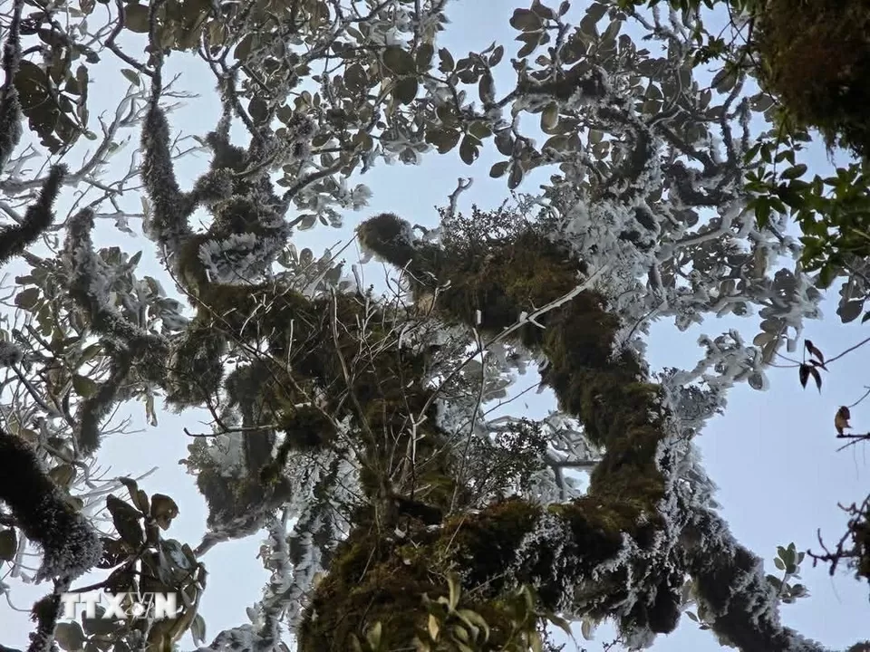 Hình ảnh băng tuyết bất ngờ phủ trắng đỉnh Tà Xùa, Yên Bái