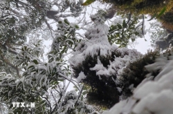 Hình ảnh thiên nhiên kỳ thú băng tuyết bất ngờ phủ trắng đỉnh Tà Xùa, Yên Bái