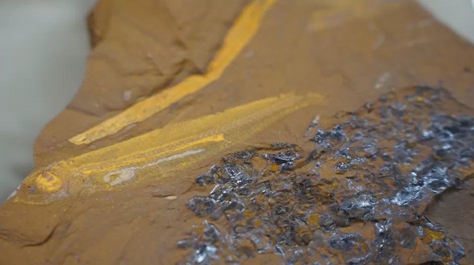 Phát hiện hoá thạch cá 15 triệu năm tuổi tại Australia Phát hiện hoá thạch cá 15 triệu năm tuổi tại Australia