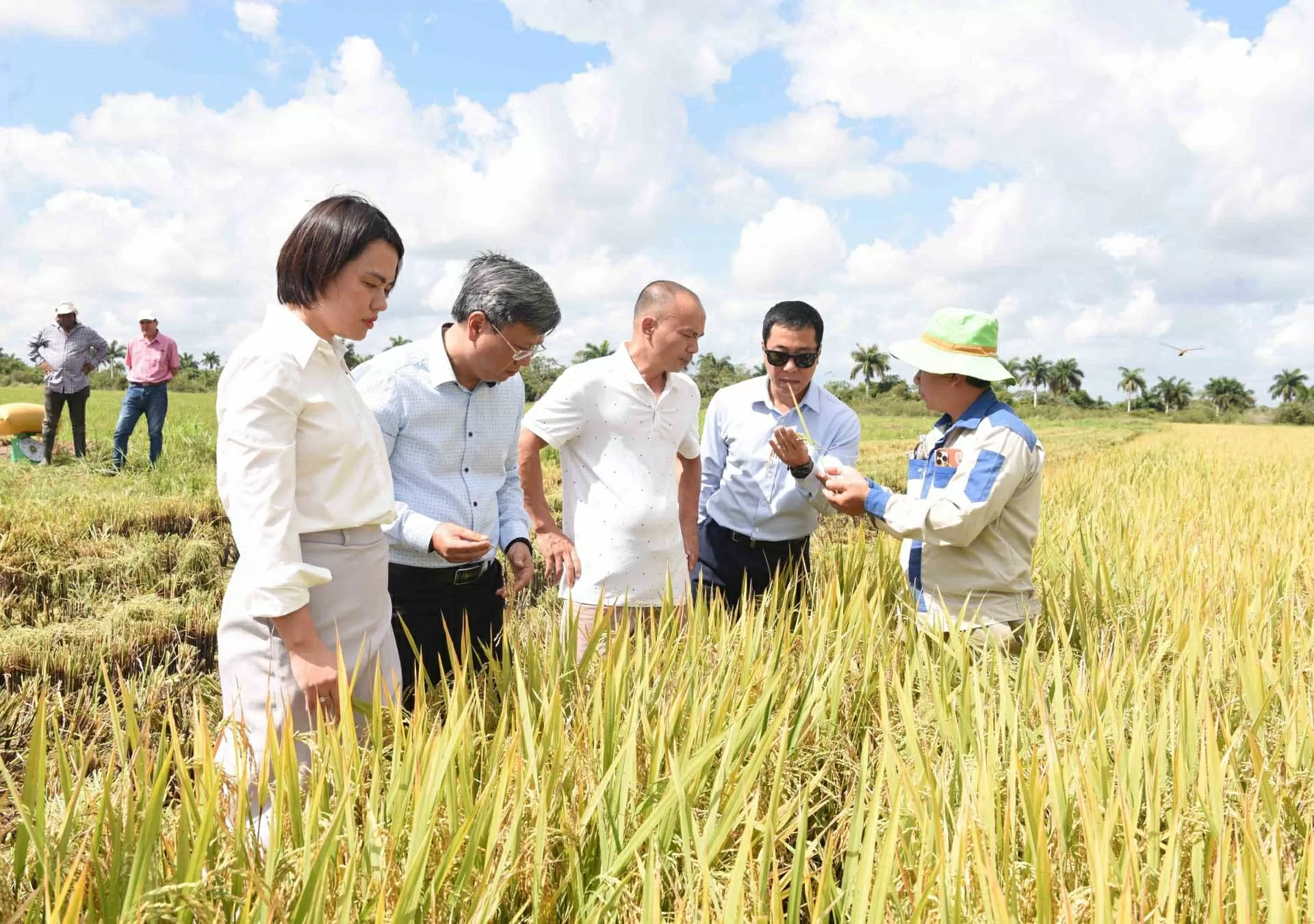 Đại sứ Lê Quang Long (thứ hai, từ trái sang) thăm cánh đồng lúa tại tỉnh Pinar del Rio. (Nguồn: TTXVN)