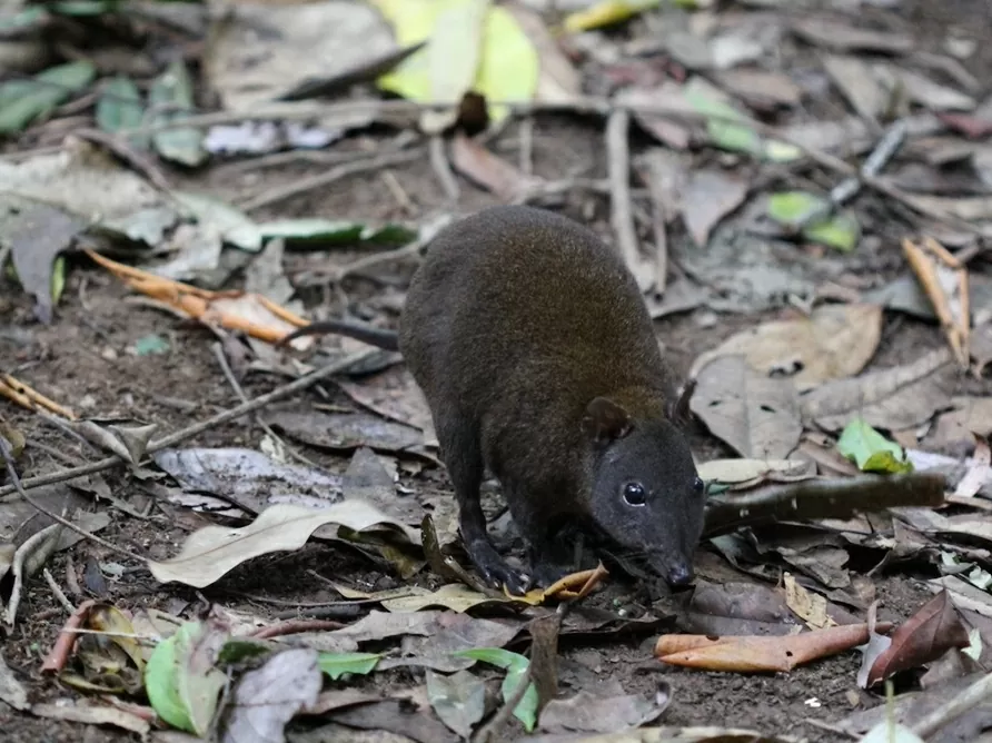 Phát hiện quá trình tiến hoá của loài chuột túi