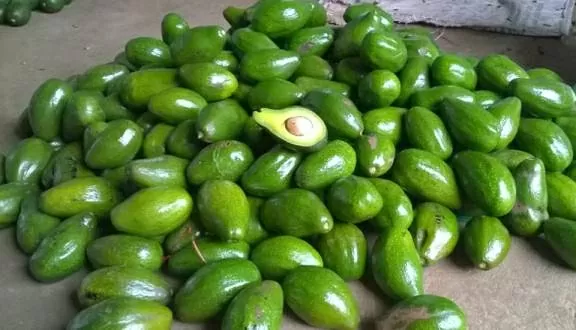 Doanh nghiệp Việt tiếp cận thị thường và ký kết dự án đầu tư tại Angola