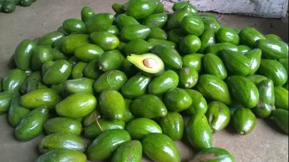 Bơ Lâm Đồng sẽ có mặt trên chuyến bay của Vietnam Airlines tới Hàn Quốc