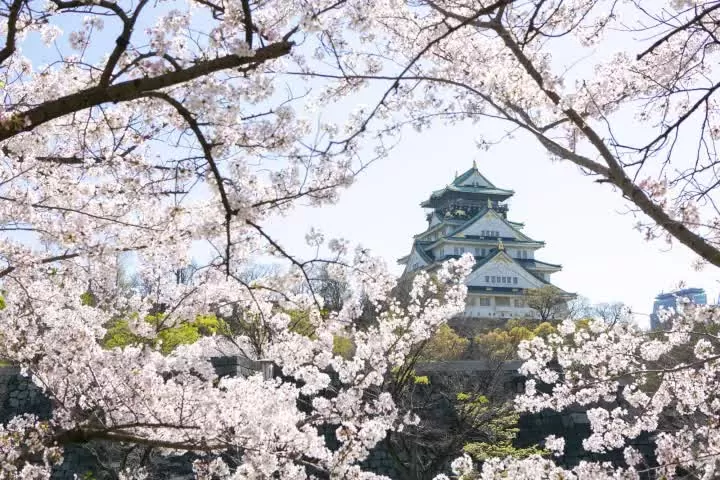(Nguồn: Japan Travel)