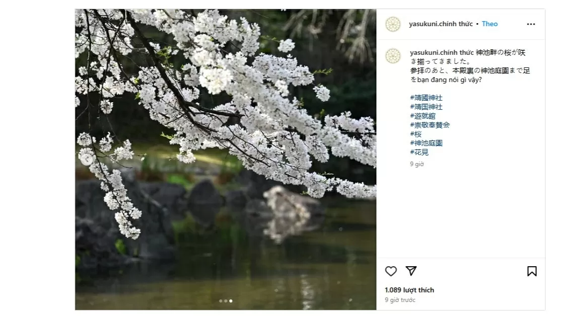 Những bông hoa anh đào dọc bờ ao thiêng đang nở rộ ở khu vườn ao thiêng phía sau chính điện của Đền Yasukuni. (Nguồn: Instagram)