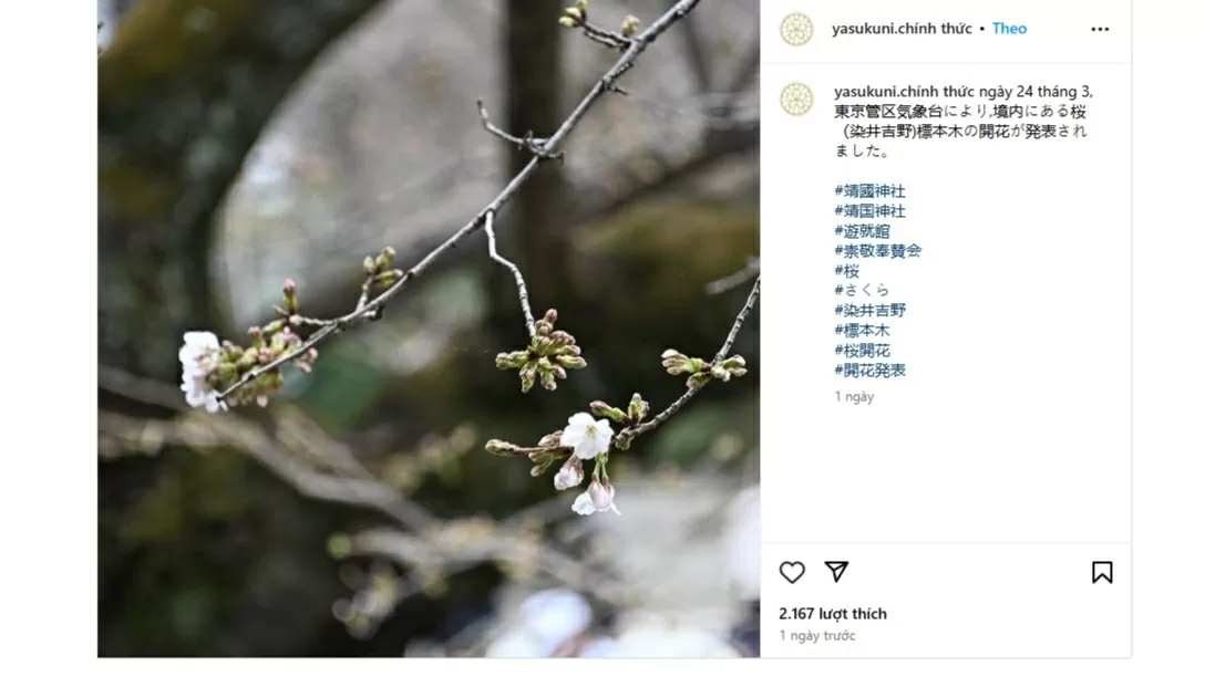 Cơ quan Cơ quan Khí tượng Nhật Bản công bố sự kiện đặc biệt này sau khi quan sát thấy sáu nụ hoa đầu tiên bung nở trên cây anh đào mẫu tại Đền Yasukuni. (Nguồn: Instagram)
