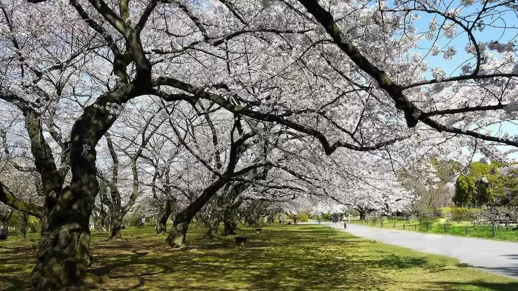 Tokyo chào đón mùa hoa anh đào 2025 sớm hơn dự kiến. Mảnh đất thiền này ở trung tâm Tokyo được chăm sóc bởi Khoa Khoa học Sau đại học của Đại học Tokyo và bao phủ một không gian xanh rộng 16 ha với khoảng 2.000 loài thực vật. Địa điểm chụp ảnh đẹp nhất để ngắm hoa là dọc theo con đường cây anh đào được bao quanh bởi những cây somei-yoshino tuyệt đẹp . Bạn cũng có thể đi dã ngoại dưới những cây anh đào ở đây, vì vậy hãy chuẩn bị bữa trưa và dừng chân dưới những bông hoa màu hồng để có một buổi chiều thư thái.