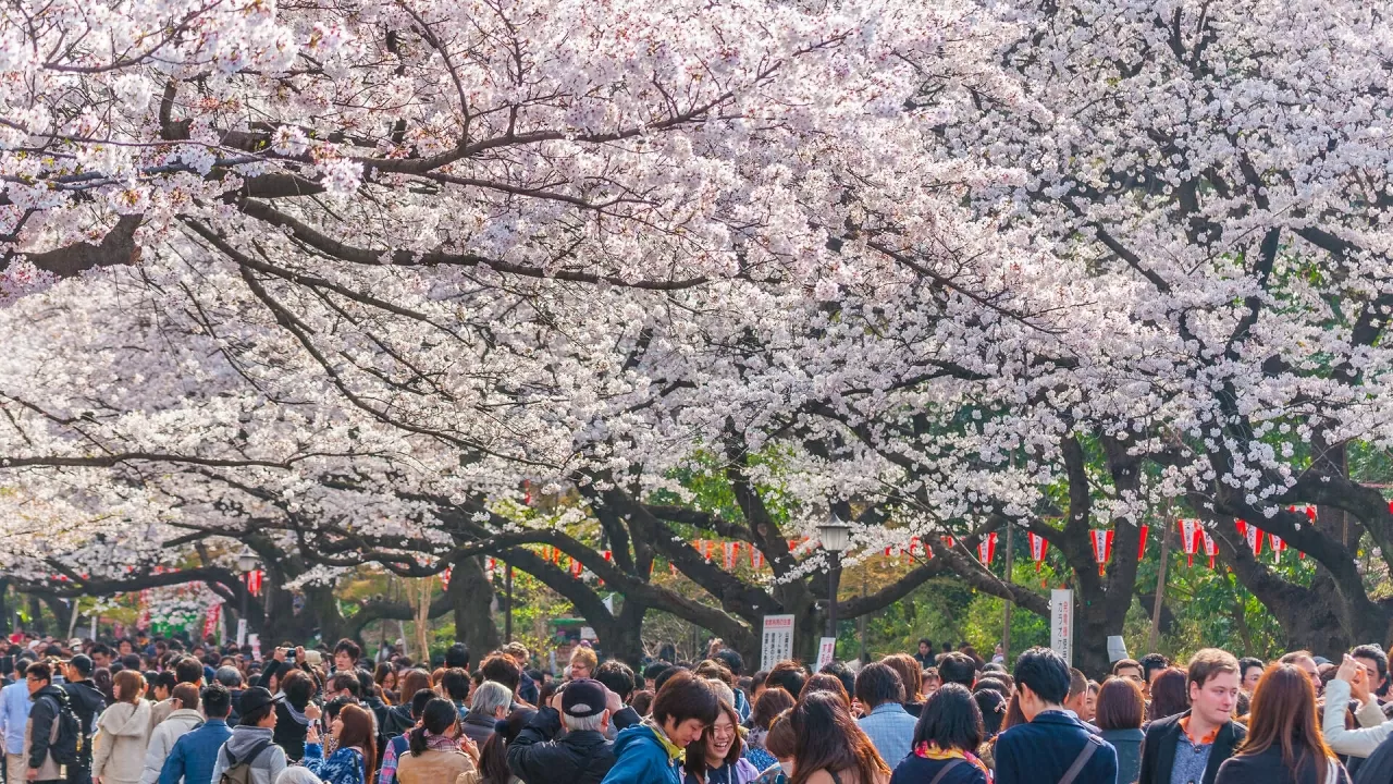 Hoa anh đào tại Công viên Ueno. (Nguồn: Dreamstime)