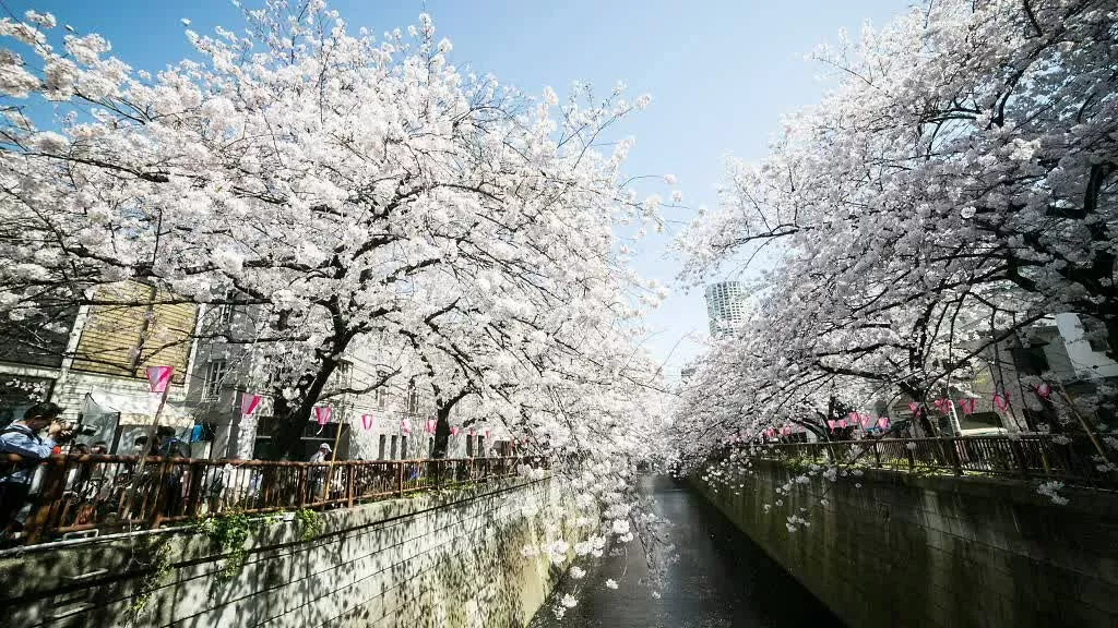 Tokyo chào đón mùa hoa anh đào 2025 sớm hơn dự kiến. Sông Meguro – Tuyến đường hoa anh đào lãng mạn bậc nhất Tokyo  Mỗi cuối tháng 3, bờ sông Meguro khoác lên mình sắc hồng rực rỡ, thu hút dòng người đổ về chiêm ngưỡng. Để tránh đông đúc, du khách nên tránh khu vực quanh Ga Nakameguro hoặc ghé thăm vào sáng sớm để tận hưởng khung cảnh yên bình hơn. (Nguồn: Time Out)