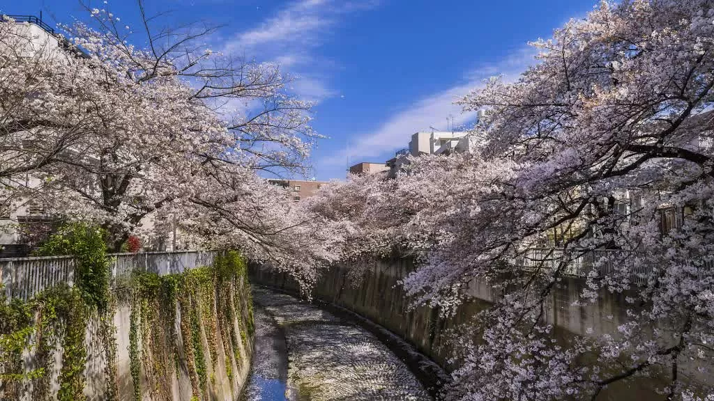 Sông Kanda – Góc ngắm hoa ngoạn mục  Là điểm ngắm hoa ít được biết đến, sông Kanda mang đến khung cảnh lãng mạn như sông Meguro nhưng vắng khách du lịch hơn. Du khách có thể đi xe điện Arakawa đến Ga Waseda, sau đó tản bộ ngắn đến bờ sông. Khi hoa nở rộ, những cây anh đào cổ thụ cùng đèn lồng hồng lễ hội tạo nên khung cảnh ngoạn mục. (Nguồn: Picture Cells/Pixta)