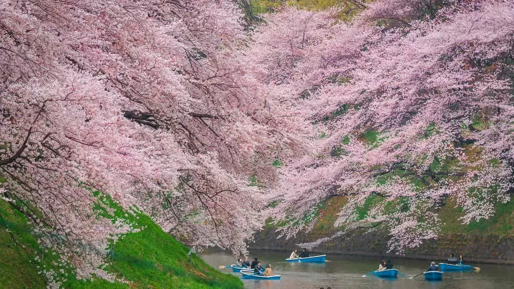 Nhà thuyền Chidorigafuchi – Trải nghiệm chèo thuyền dưới tán hoa anh đào Với khoảng 200 cây somei-yoshino và yamazakura nở rộ dọc hào nước, Chidorigafuchi là một trong những điểm ngắm hoa ngoạn mục nhất Tokyo. Thuê thuyền tại nhà thuyền trong Công viên Chidorigafuchi và tự tay chèo dưới những tán hoa rực rỡ là trải nghiệm mùa xuân khó quên. (Nguồn: Dreamstime)