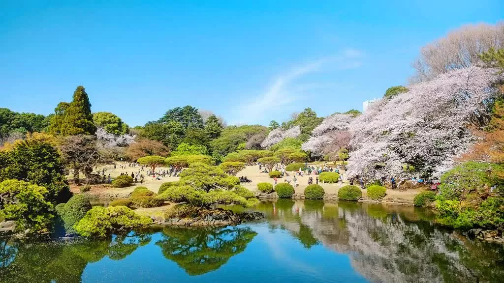 Tokyo chào đón mùa hoa anh đào 2025 sớm hơn dự kiến. Shinjuku Gyoen – Ốc đảo hoa.  Giữa khu Shinjuku sầm uất, Shinjuku Gyoen mang đến không gian xanh yên bình bậc nhất Tokyo. Khi mùa hoa anh đào đến, khu vườn bừng nở sắc hồng rực rỡ, tạo nên khung cảnh ngoạn mục. Vé vào cửa 500 yên, du khách cần đặt chỗ trước nếu ghé thăm vào các ngày cao điểm. (Nguồn: Dreamstime)