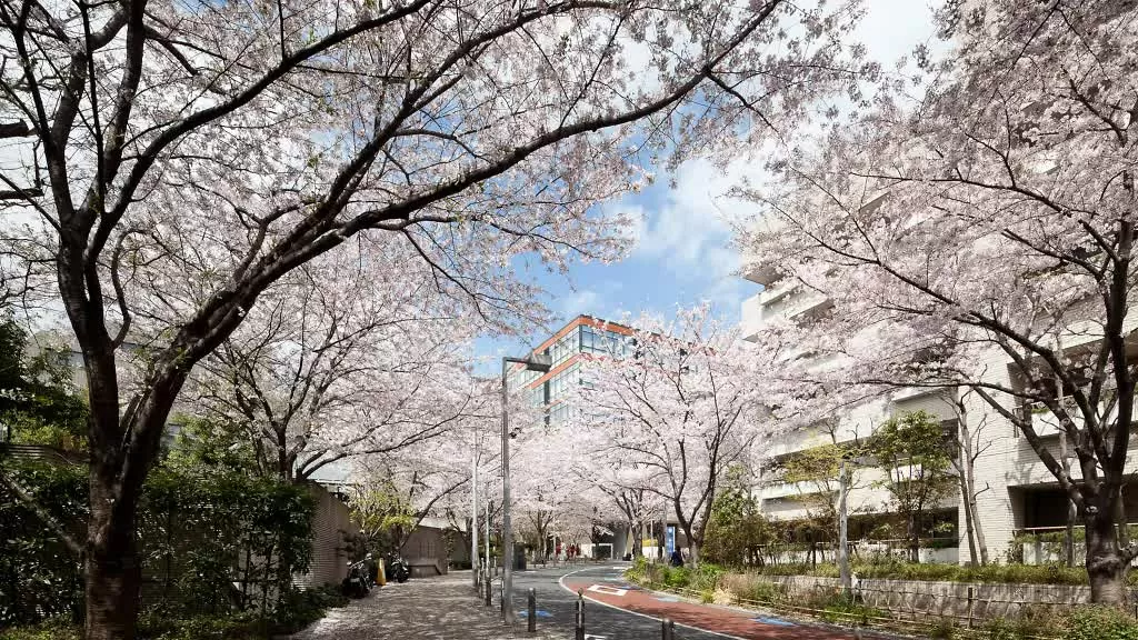 Tokyo chào đón mùa hoa anh đào 2025 sớm hơn dự kiến. Sakurazaka – Lối đi hoa anh đào lãng mạn giữa lòng Roppongi  Nằm gần Roppongi Hills, con phố Sakurazaka mang đến khung cảnh hoa anh đào thơ mộng giữa khu phố sang trọng. Với ít du khách hơn các điểm nổi tiếng khác, đây là nơi lý tưởng để tản bộ và tận hưởng mùa xuân yên bình.  (Nguồn: Time Out Tokyo)