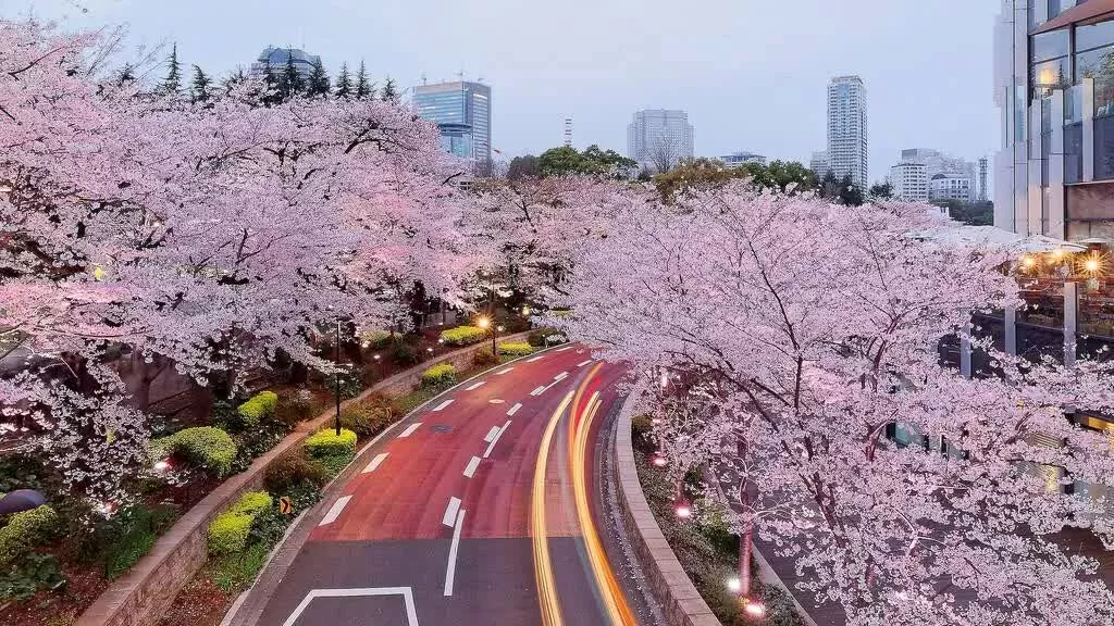 Tokyo chào đón mùa hoa anh đào 2025 sớm hơn dự kiếnTrung tâm Tokyo – Ngắm hoa anh đào giữa đô thị hiện đại  Sau khi dạo bước trên phố Sakurazaka, đừng bỏ lỡ Tokyo Midtown gần đó, nơi sở hữu không gian xanh tuyệt đẹp với những cây anh đào cao lớn. Dừng chân tại Midtown Garden để chiêm ngưỡng hoa nở rộ, rồi thư giãn với buổi dã ngoại dưới tán anh đào tại Công viên Hinokicho liền kề.  (Nguồn: Dreamstime)