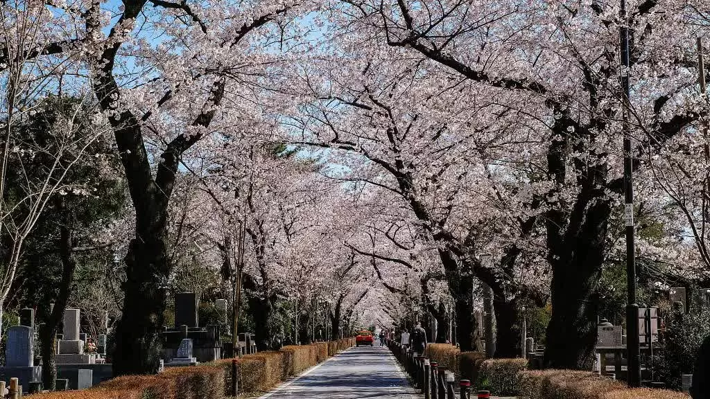 Tokyo chào đón mùa hoa anh đào 2025 sớm hơn dự kiến. Nghĩa trang Aoyama – Con đường hoa anh đào độc đáo giữa lòng Tokyo  Không mang vẻ u tịch thường thấy, Nghĩa trang Aoyama là một điểm ngắm hoa anh đào nổi tiếng với hơn 200 cây rực rỡ. Đại lộ trung tâm dài 800m tạo thành đường hầm hoa tuyệt đẹp, mang đến khung cảnh thanh bình hiếm có. Nằm gần các ga Nogizaka, Aoyama-itchome và Gaienmae, nơi đây dễ dàng tiếp cận để tận hưởng sắc xuân.  (Nguồn: Dreamstime)
