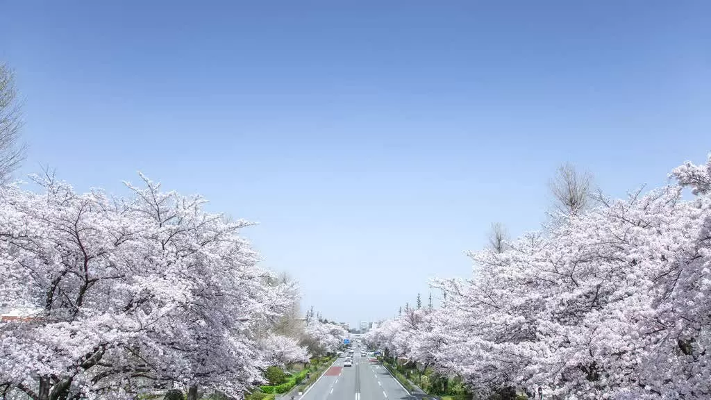 Tokyo chào đón mùa hoa anh đào 2025 sớm hơn dự kiến. Kunitachi – Đường hoa bình yên phía Tây Tokyo Chỉ cách công viên Showa Kinen một trạm tàu, Kunitachi cũng là điểm ngắm hoa anh đào đáng ghé thăm. Đại lộ từ Ga Kunitachi đến Đại học Hitotsubashi rợp bóng những cây anh đào lớn, tạo nên khung cảnh thơ mộng. Dừng chân tại các quán cà phê địa phương hoặc lên cầu vượt để chiêm ngưỡng toàn cảnh sắc hồng rực rỡ từ trên cao. (Nguồn: C-geo/Pixta)