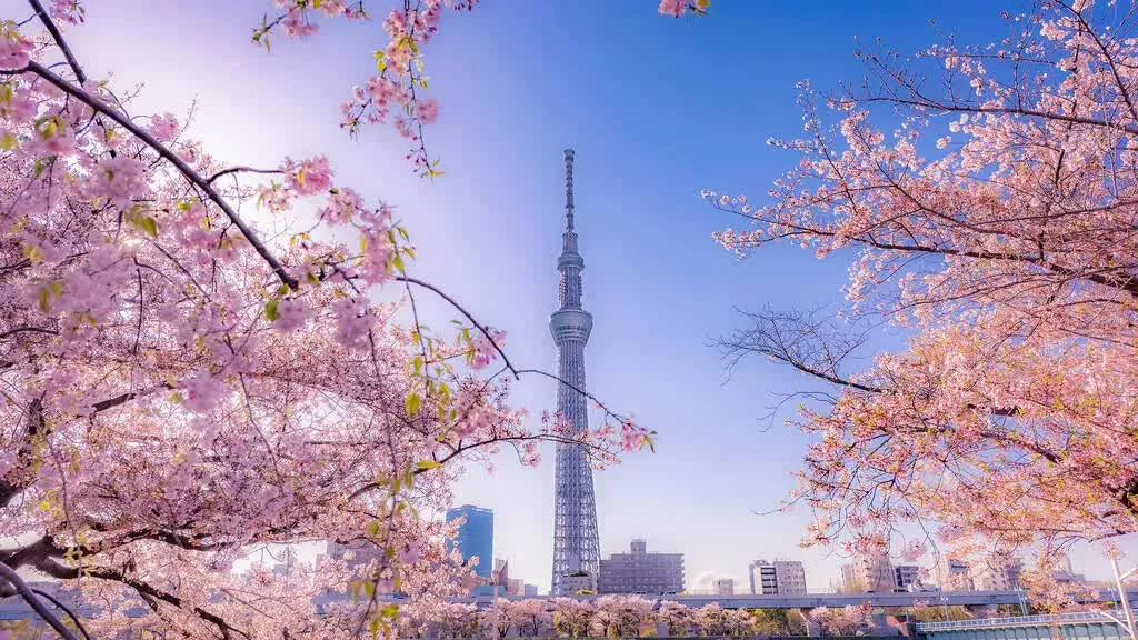 Tokyo chào đón mùa hoa anh đào 2025 sớm hơn dự kiến. Công viên Sumida – Trải nghiệm ngắm hoa bên dòng sông  Nằm gần Asakusa, công viên Sumida sở hữu hơn 600 cây anh đào, bao gồm somei-yoshino và oshima-zakura, trồng dọc hai bên bờ sông. Đặc biệt, vào buổi tối, những tán hoa rực rỡ được chiếu sáng, mang đến trải nghiệm yozakura (ngắm hoa ban đêm) đầy ấn tượng. (Nguồn: Dreamstime)