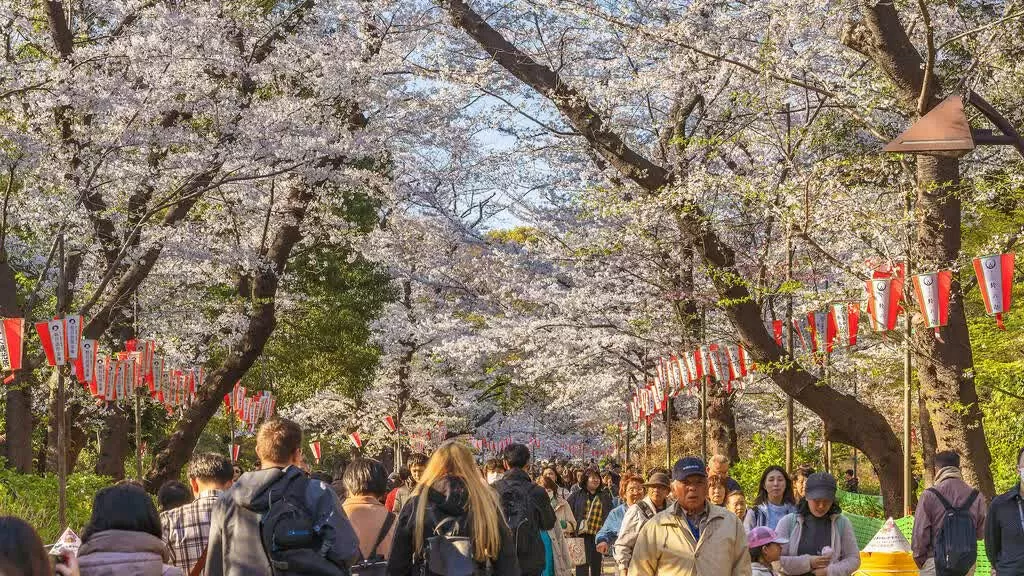 Tokyo chào đón mùa hoa anh đào 2025 sớm hơn dự kiến. Công viên Ueno – Đại lộ hoa anh đào rực rỡ bậc nhất Tokyo  Không chỉ nổi tiếng với sở thú và bảo tàng, Công viên Ueno còn là điểm ngắm hoa anh đào hàng đầu với khoảng 1.000 cây, trong đó 800 cây somei-yoshino khoe sắc dọc theo con đường chính. Vào buổi tối, 800 chiếc đèn lồng thắp sáng, tạo nên khung cảnh yozakura huyền ảo khó quên.  (Nguồn: Dreamstime)
