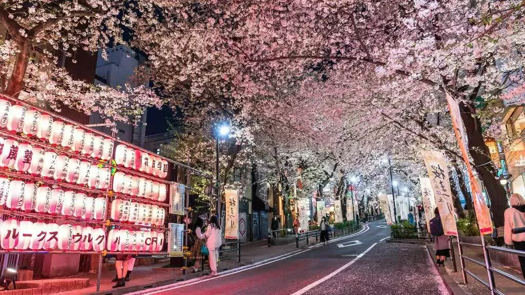 Tokyo chào đón mùa hoa anh đào 2025 sớm hơn dự kiến. Đường Sakuragaoka – Góc lãng mạn gần Shibuya Chỉ cách ngã tư Shibuya một quãng ngắn, Đường Sakuragaoka là điểm dạo bộ lý tưởng dưới những tán anh đào nở rộ. Ban ngày rực rỡ, ban đêm huyền ảo với những hàng cây được chiếu sáng, tạo nên khung cảnh yozakura lãng mạn. (Nguồn: Pixta)