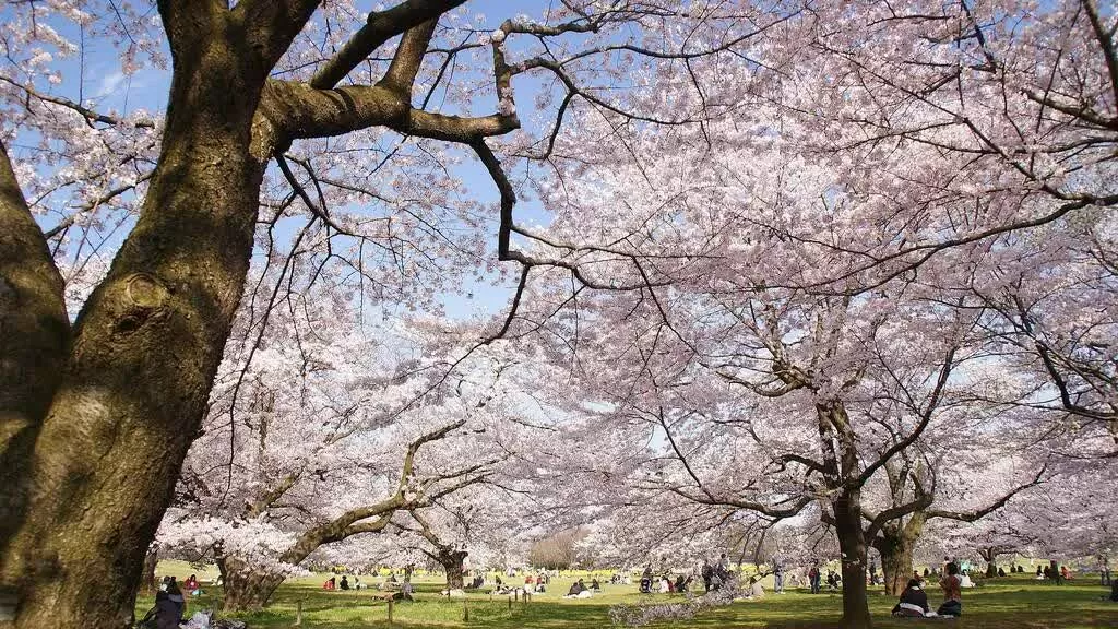 Tokyo chào đón mùa hoa anh đào 2025 sớm hơn dự kiến. Công viên Showa Kinen – Bức tranh mùa xuân rực rỡ với sắc hồng và vàng  Chỉ cách Shinjuku 30 phút đi tàu, Công viên Showa Kinen là điểm ngắm hoa anh đào tuyệt đẹp với 31 giống khác nhau, bao gồm somei-yoshino và yamazakura. Đặc biệt, sự kết hợp giữa sắc hồng của anh đào và thảm vàng rực rỡ của hoa cải dầu tạo nên khung cảnh mùa xuân ngoạn mục.  (Nguồn: AC/Time Out Tokyo)