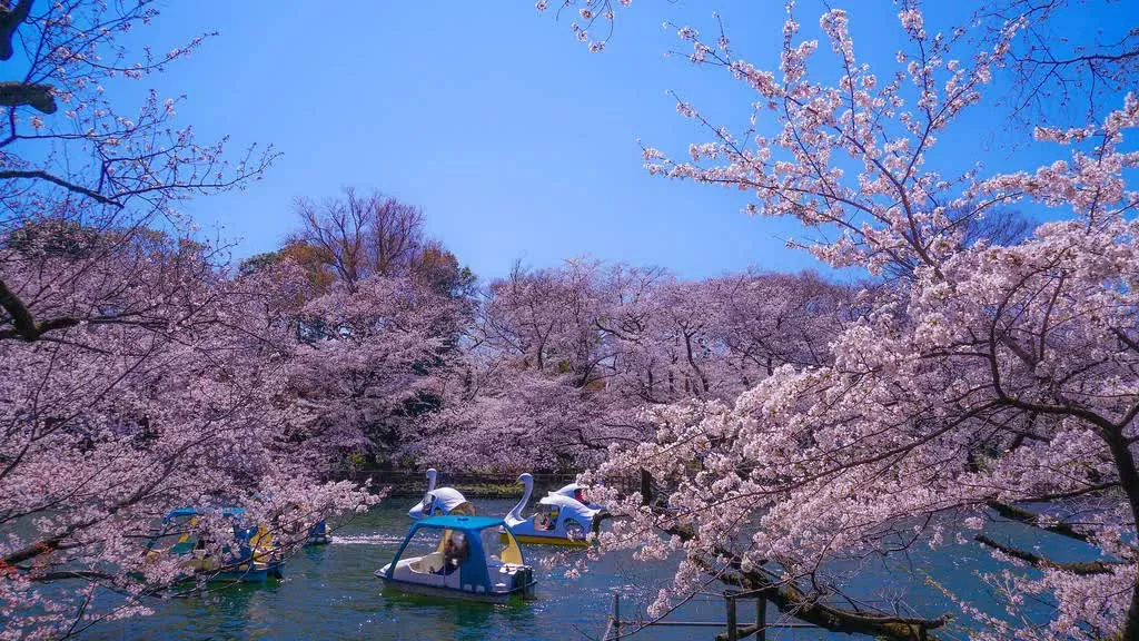 Tokyo chào đón mùa hoa anh đào 2025 sớm hơn dự kiến. Công viên Inokashira – Điểm ngắm hoa anh đào kết hợp vui chơi lý tưởng Chỉ cách trung tâm Tokyo 15 phút, công viên Inokashira ở Kichijoji không chỉ nổi tiếng với sở thú, ao thuyền thiên nga mà còn là nơi sở hữu những cây anh đào đẹp nhất thành phố. Một điểm đến hoàn hảo để tận hưởng trọn vẹn mùa Xuân. (Nguồn: Dreamstime)