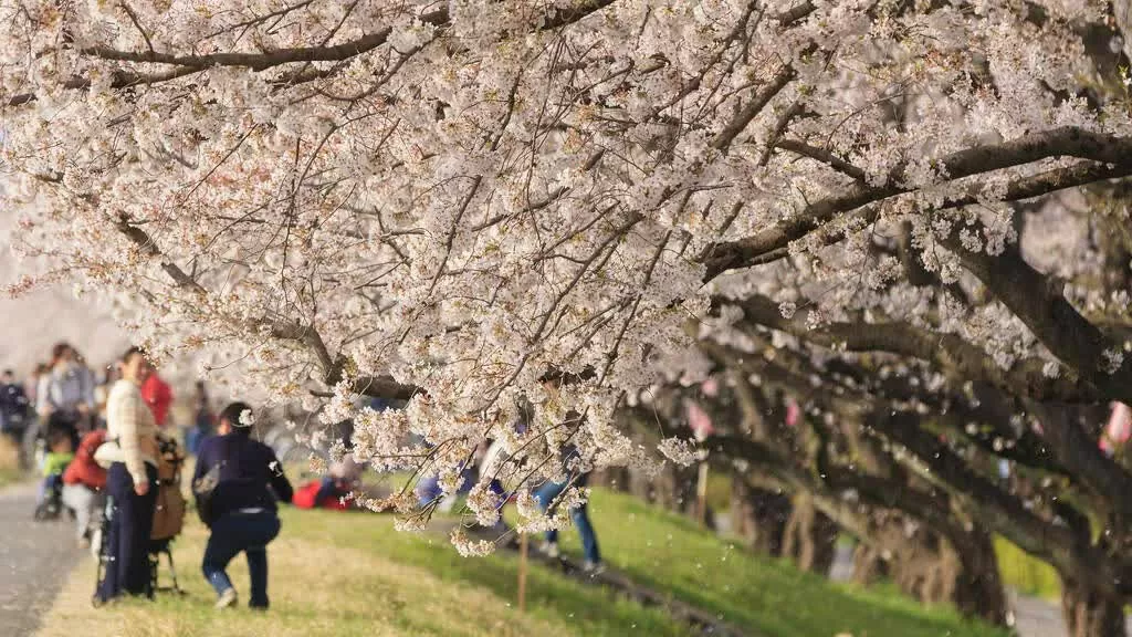 Tokyo chào đón mùa hoa anh đào 2025 sớm hơn dự kiến. Sông Tama – Lối đi hoa thanh bình cùng lễ hội rực rỡ Dọc theo Sông Tama ở Fussa, con đường hoa anh đào dài 2,5 km mang đến không gian yên bình, ít đông đúc hơn những điểm nổi tiếng khác. Đặc biệt, Lễ hội hoa anh đào Fussa diễn ra từ 15/3 đến 13/4 với đèn lồng LED rực rỡ và nhiều hoạt động thú vị, tạo nên trải nghiệm mùa Xuân đáng nhớ. (Nguồn: AC)