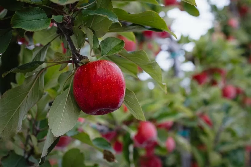 T&G thành công bảo vệ quyền sở hữu trí tuệ giống táo ENVY® tại Trung Quốc T&G thành công bảo vệ quyền sở hữu trí tuệ giống táo ENVY® tại Trung Quốc