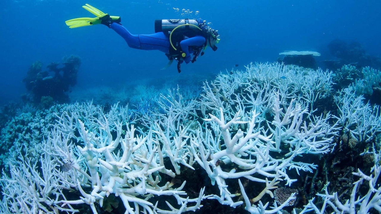 Báo động hiện tượng tẩy trắng san hô hàng loạt tại Australia