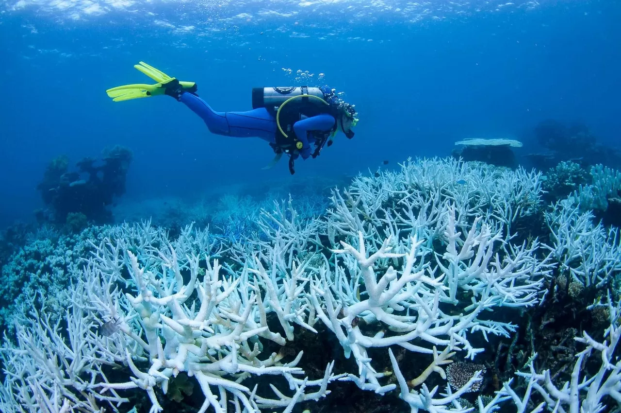 Hiện tượng tẩy trắng san hô tại rạn Great Barrier Reef. (Nguồn: NPR)