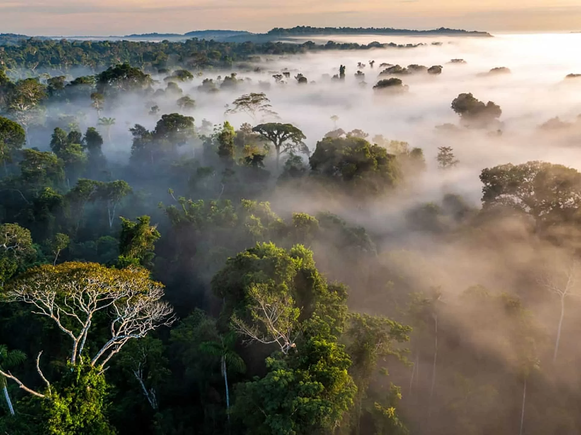 ‘Cây hút tiền’ của Brazil ‘Cây hút tiền’ của Brazil