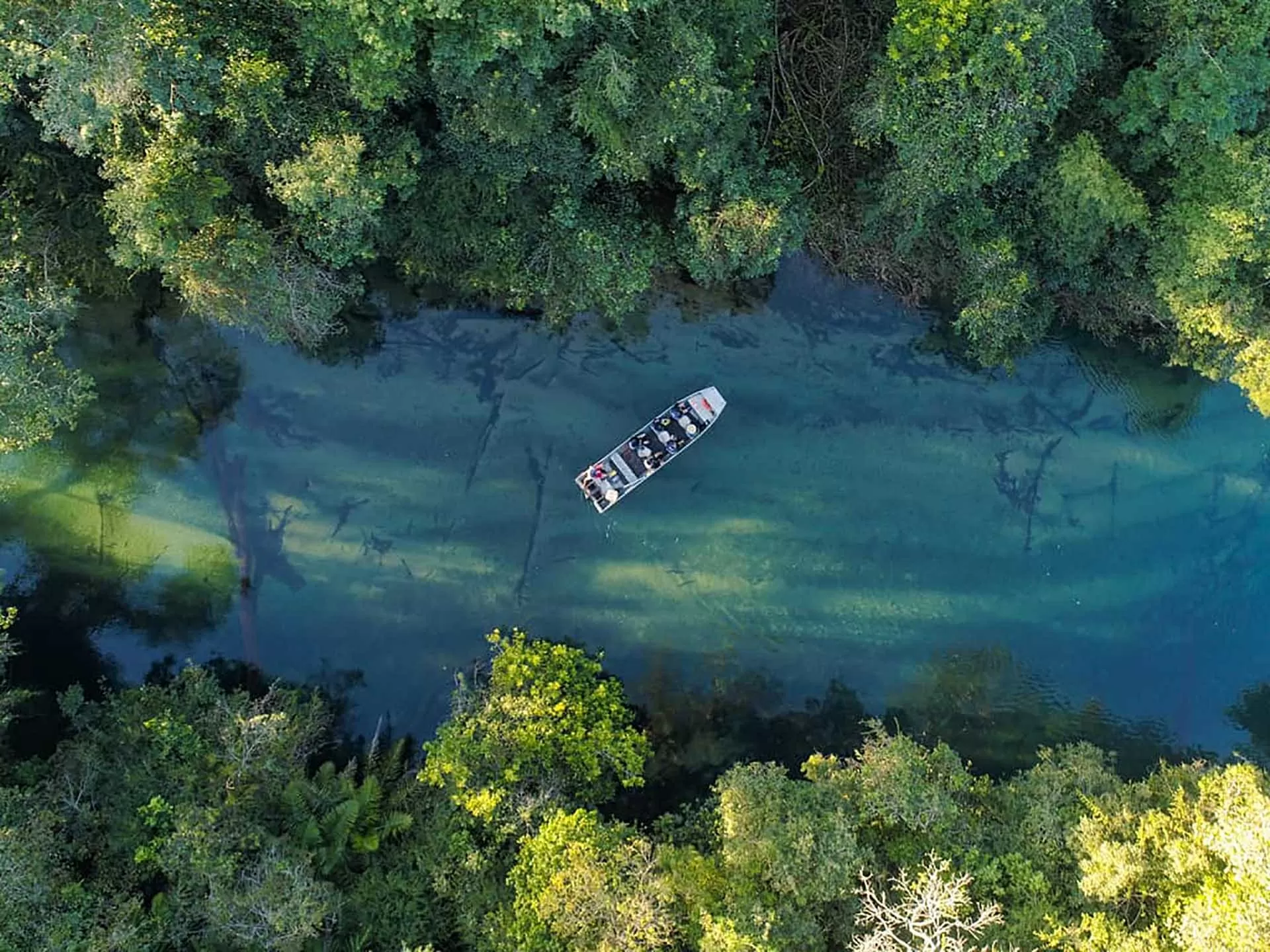 ‘Cây hút tiền’ của Brazil ‘Cây hút tiền’ của Brazil
