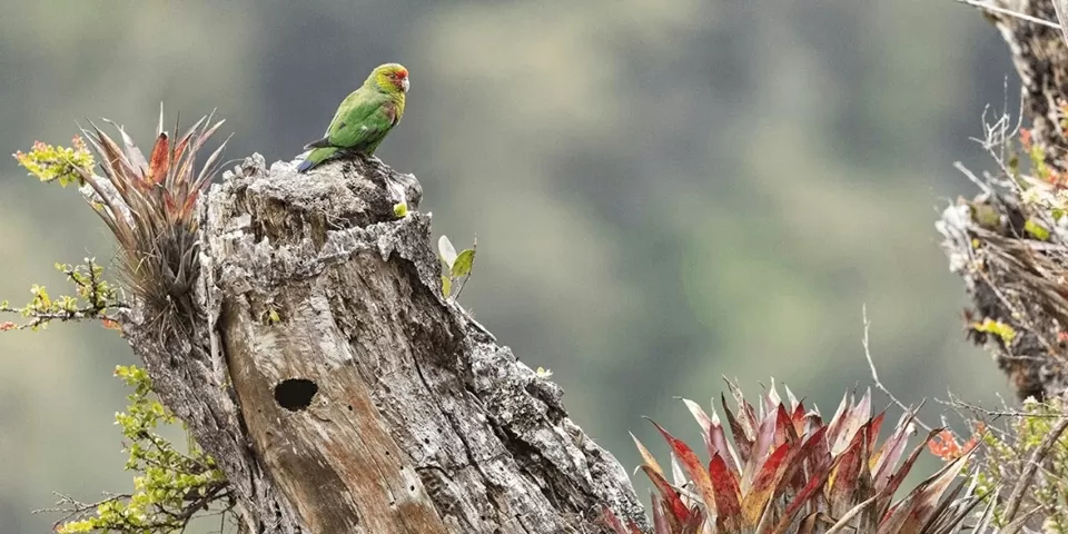 Ecuador: Thành lập khu bảo tồn mới để bảo vệ loài vẹt đỏ mặt có nguy cơ tuyệt chủng