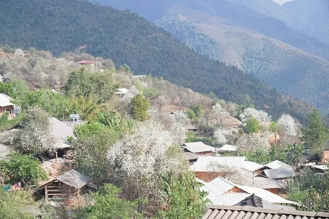 Hoa sơn tra bung nở níu chân du khách giữa đại ngàn Tây Bắc