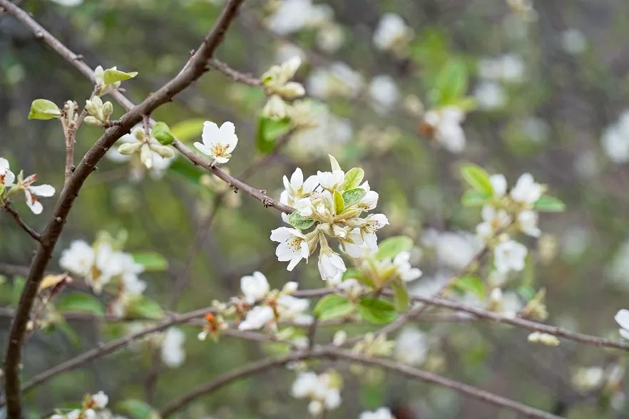 Hoa sơn tra bung nở níu chân du khách giữa đại ngàn Tây Bắc