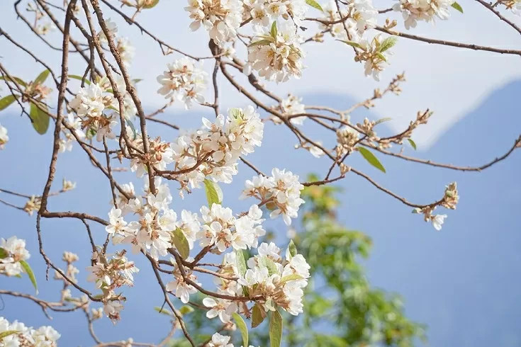 Hoa sơn tra bung nở níu chân du khách giữa đại ngàn Tây Bắc Hoa sơn tra bung nở níu chân du khách giữa đại ngàn Tây Bắc