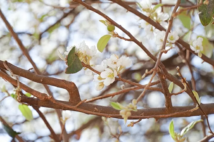 Hoa sơn tra bung nở níu chân du khách giữa đại ngàn Tây Bắc Hoa sơn tra bung nở níu chân du khách giữa đại ngàn Tây Bắc