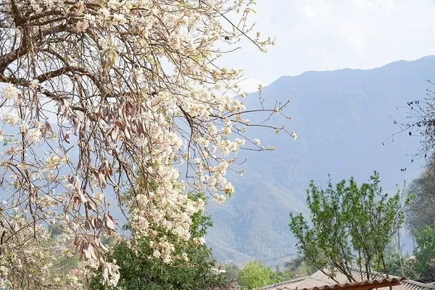 Hoa sơn tra bung nở níu chân du khách giữa đại ngàn Tây Bắc