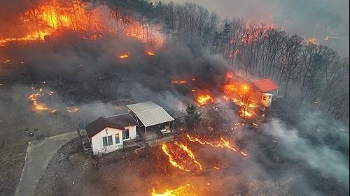 Cháy rừng ở Hàn Quốc bùng phát trở lại trong đêm, 2 báu vật quốc gia bị 'bà hỏa' phá hoại