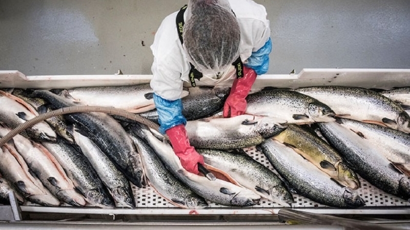 Cơ hội mới cho hải sản tươi sống từ Anh sang Việt Nam