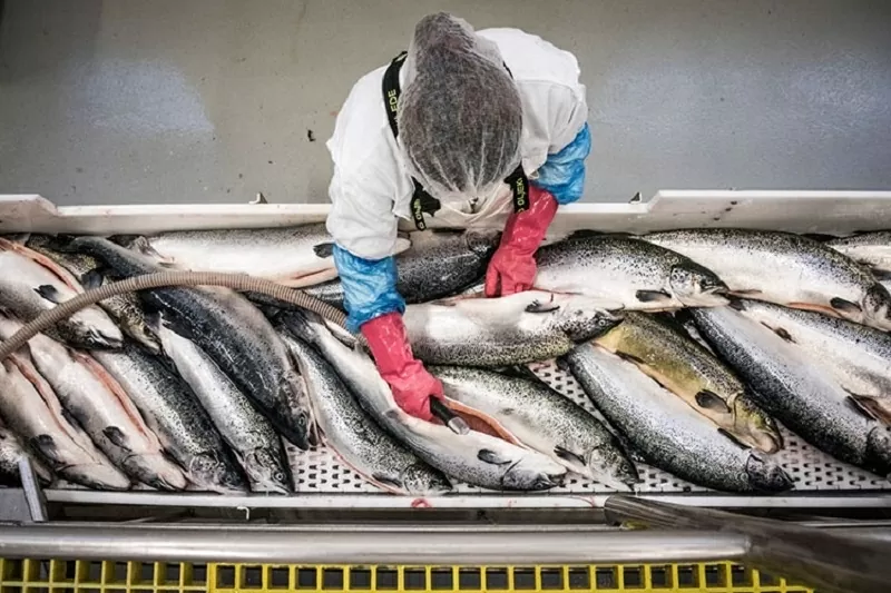 Thỏa thuận mở ra cơ hội đáng kể cho xuất khẩu hải sản tươi sống từ Anh sang Việt Nam - quốc gia có lượng tiêu dùng hải sản bình quân đầu người cao nhất thế giới và cao nhất ở Đông Nam Á. Ảnh minh họa. (Nguồn: Shutterstock)