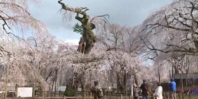 Nhật Bản: Cây anh đào rủ 600 năm tuổi nở hoa tại ngôi đền phía Tây Bắc Tokyo Nhật Bản: Cây anh đào rủ 600 năm tuổi nở hoa tại ngôi đền phía Tây Bắc Tokyo