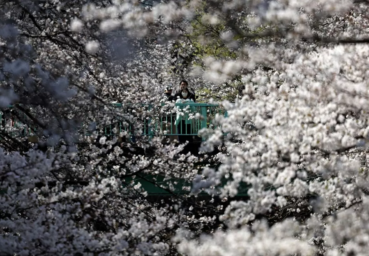 Sắc hoa anh đào nở rộ trên khắp thế giới