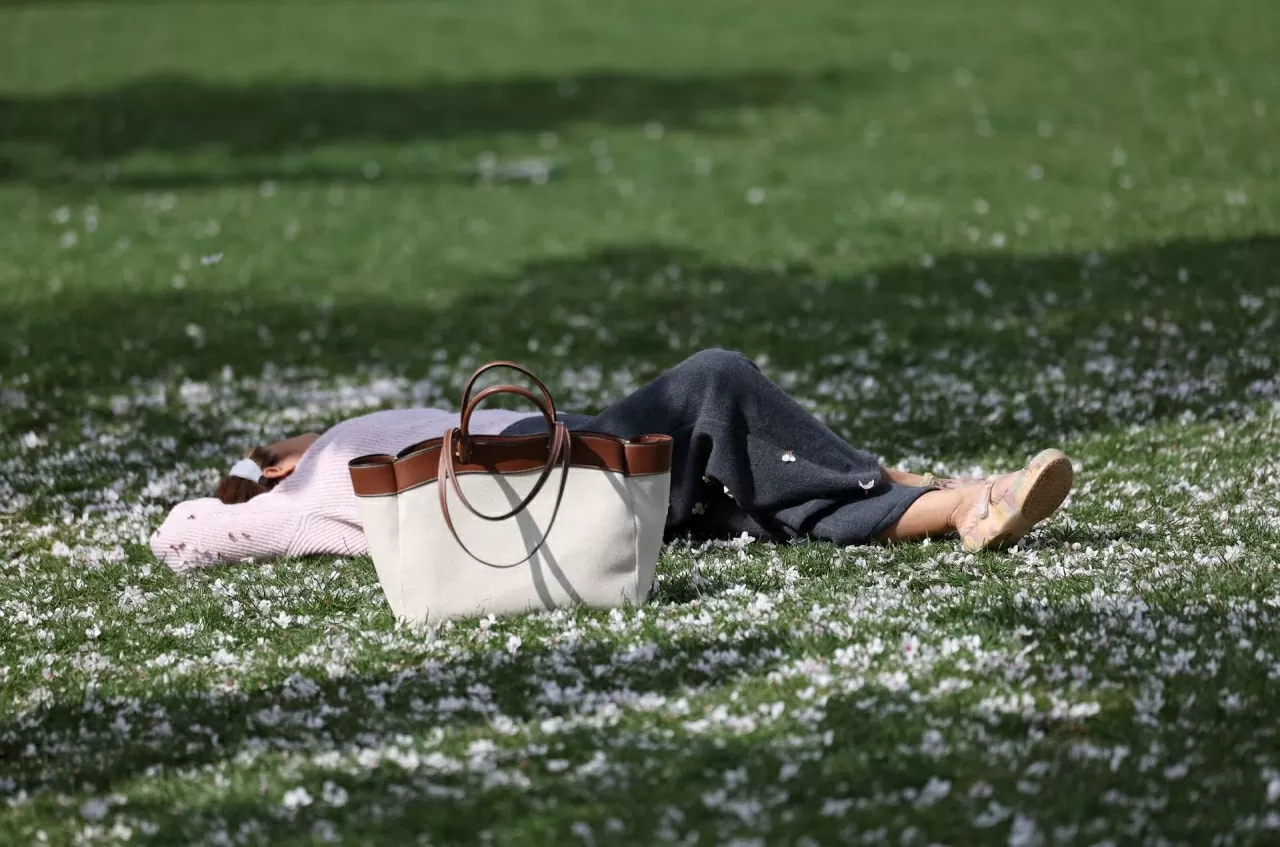 Sắc hoa anh đào nở rộ trên khắp thế giới