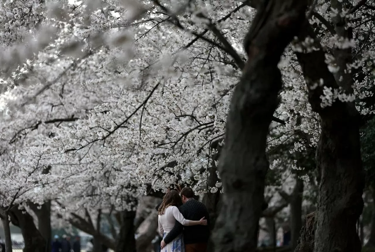 Sắc hoa anh đào nở rộ trên khắp thế giới