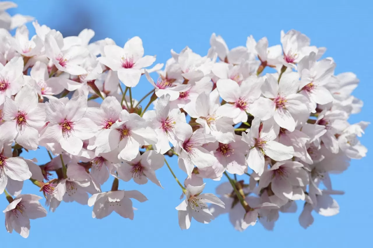 Sắc hoa anh đào nở rộ trên khắp thế giới